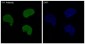 Anti-YY1 Rabbit Monoclonal Antibody